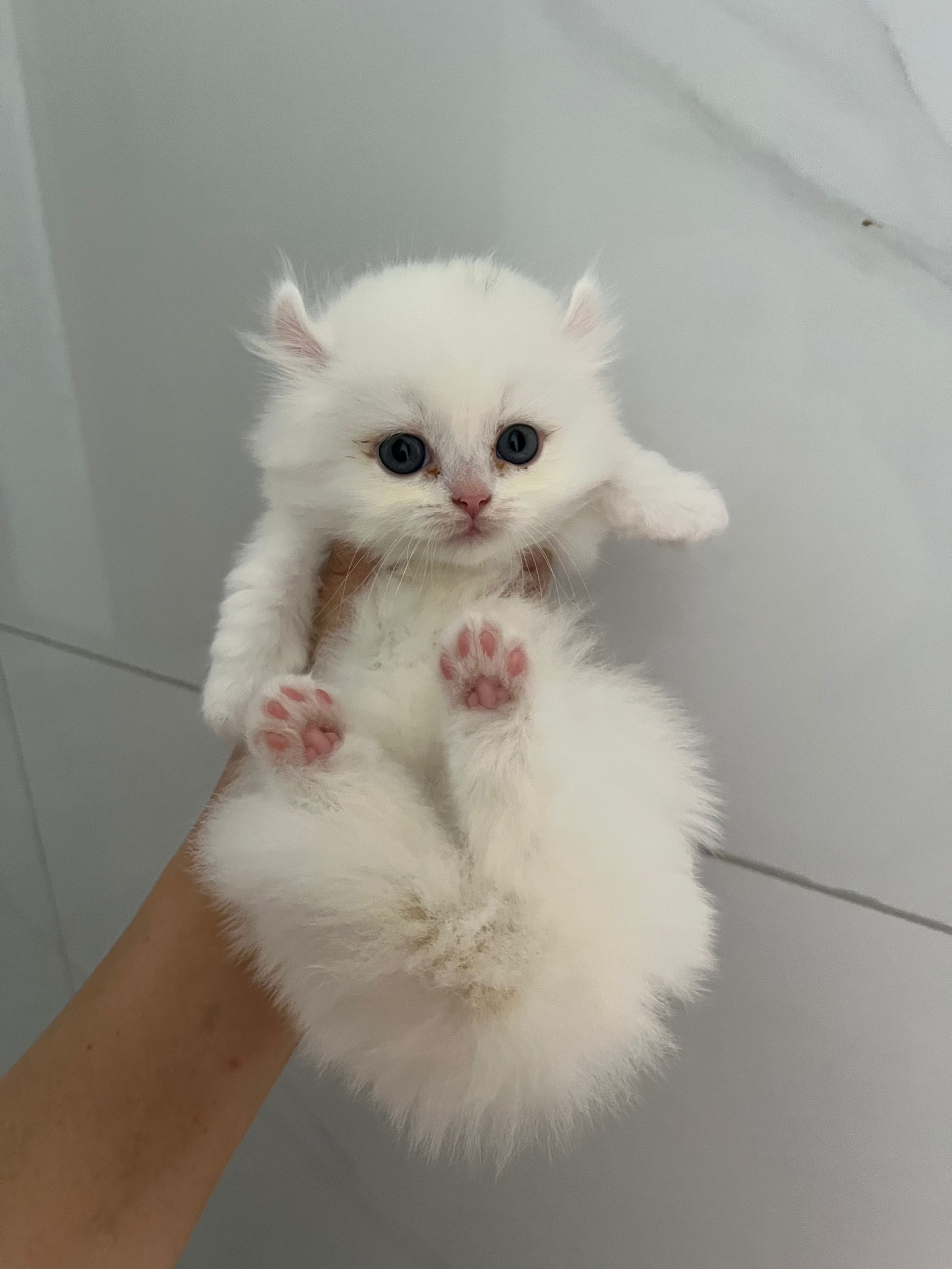 长毛五粉卷耳矮脚猫